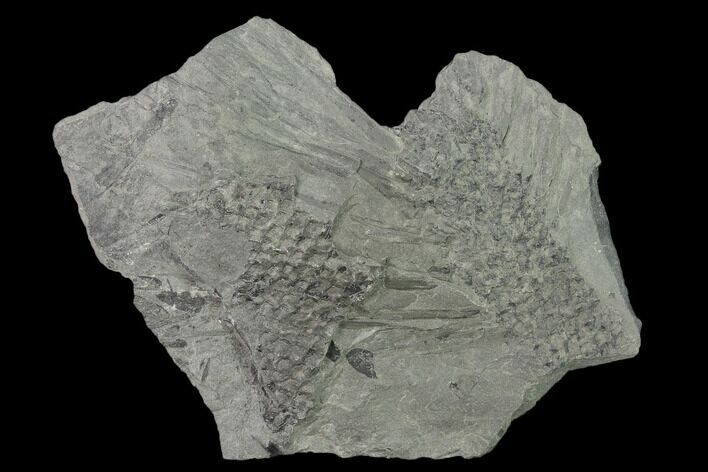 Pennsylvanian Scale Tree (Lepidodendron) Fossil Plate - Kentucky #136831